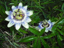 Passiflore