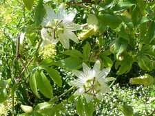 Passiflore caerulea "Constance Elliott"