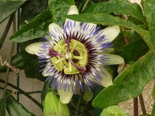 Passiflore