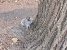 Ecureuils gris