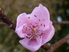 Premières fleurs de pêcher
