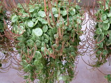 Peperomia prostrata