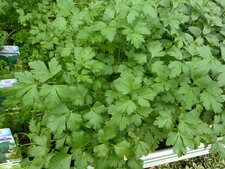 Persil plat