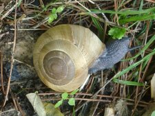 Escargot peson (zonite d