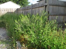 Petite herbe à poux