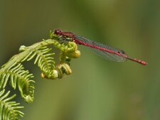 Petite nymphe au corps de feu Pyrrhosoma nymphula
