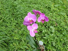 Phalaenopsis