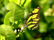 Papillon avec des ailes vertes