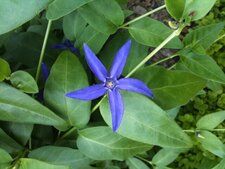 Vinca major var. hirsuta.