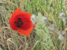 Papaver rhoeas