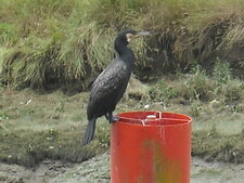 Cormoran
