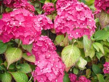 hortensia rose
