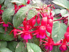 Fuschia