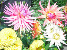 dahlias