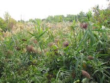 Phragmite australe