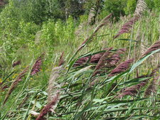 Phragmite australe (épis rouges foncés)