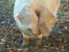 Vieux porc blanc de l