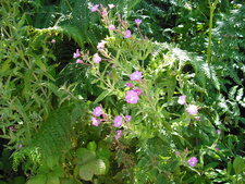 Epilobe à grande fleur