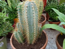 Pilocérus azureus