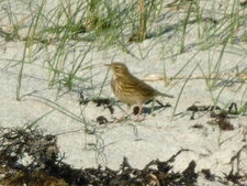 Pipit des arbres