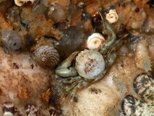Pisidia longicornis