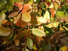 Pistachier térébinthe