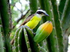 Pitangus sulphuratus