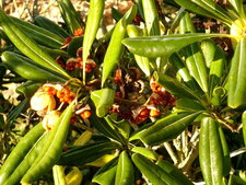 Pittosporum