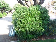 Pittosporum