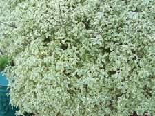 Pittosporum panaché