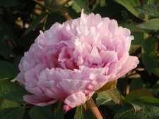 Pivoine arbustive