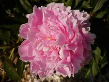 Pivoine rose