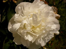 Pivoine blanche