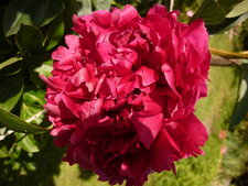 Pivoine arbustive rouge