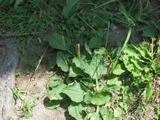 Plantain majeur