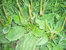 Plantain