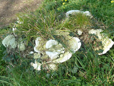 Champignon