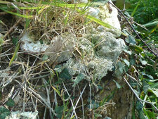 Lichen