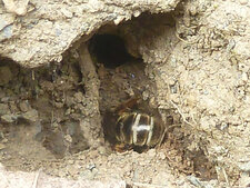 Andrena cineraria