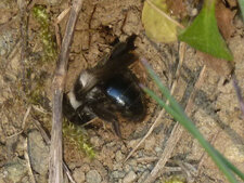 Andrena cineraria