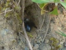 Andrena cineraria