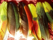 Plumes de perroquet 