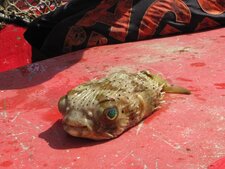 Poisson Porc-épic à tâches, Diodon holocanthus