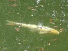 Carpe koi (sous réserve)