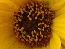 pollen de fleurs