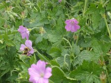 Bourdon pollinisant une fleur de géranium