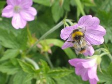 Bourdon pollinisant une fleur de géranium