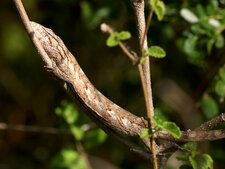 Lézard singe Polychrus acutirostris