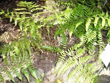Polystichum dépanum
