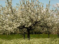 Pommier à cidre